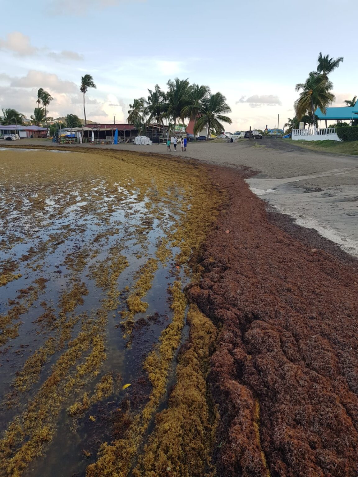 Sargassum Seaweed at Frigate Bay and other beaches on the Caribean side ...